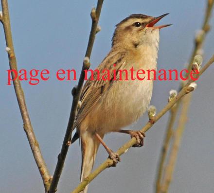 Oiseaux en france