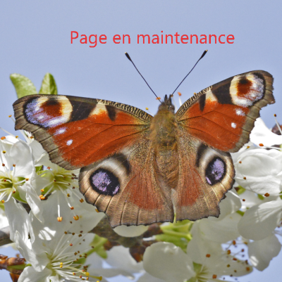 Tnsectes et papillons