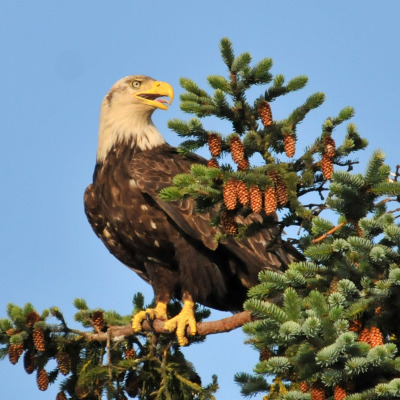 Oiseaux hémisphères nord